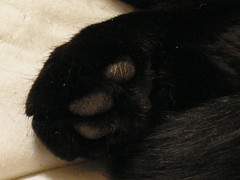 Belle paw closeup