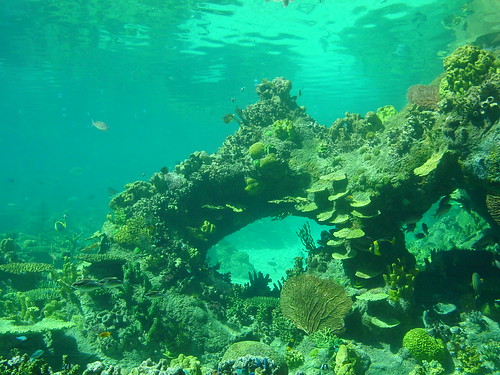 gold coast queensland australia. Coral reef, Gold Coast,