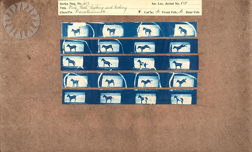 Classification Of Animals. Cyanotype Proofs for quot;Animal