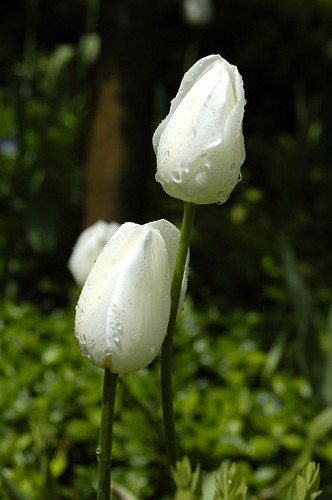 sunny tulips