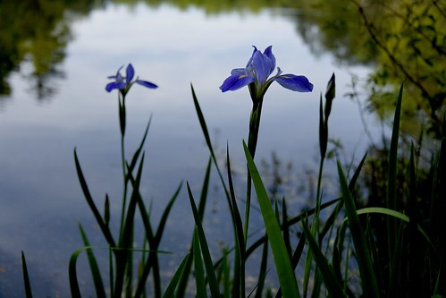water iris 1