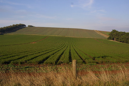 Fields Tamar