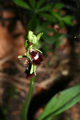 517489477 Fly_Orchid 2007-05-22_20:11:17 Homefield_Wood
