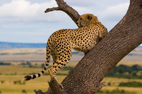 070518-66 Kenya - Cheetah