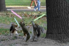 'those' jedi squirrels