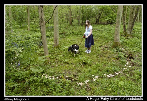 Giant 'Fairy Circle' of toadstools.jpg