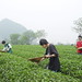 Day 1: China Alive 8 2007 - Tea Plantation, Guilin