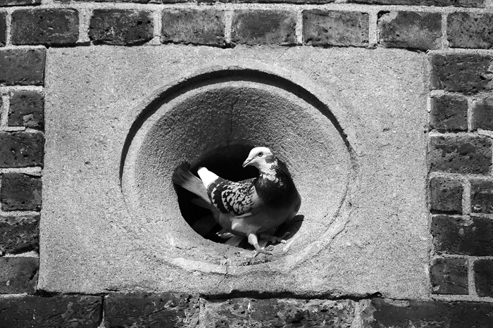 Pigeon :: Click for previous photo