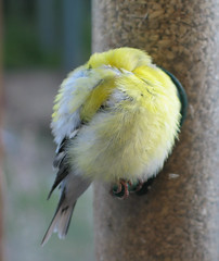 sleeping bird