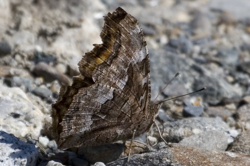 Ventral at White Pond Road