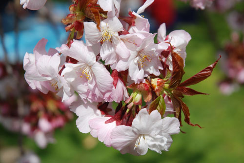 Blossoms One
