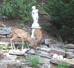 Fawns Enjoying a cooling drink at Arsenic and Old Lace 1