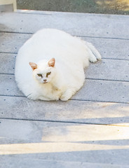 A Really Fat Cat