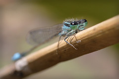 Damselfly perspective - by macropoulos