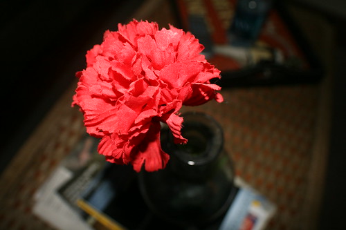 plastic carnation — May 10