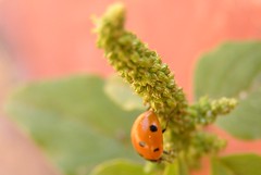 Buds with ladybird