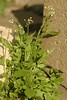 Capsella bursa-pastoris - Herderstasje, bloeiende plant