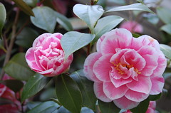 Yet another shot of my camellias