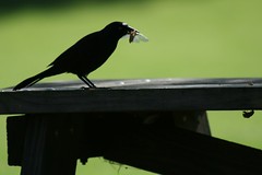 Common Grackle Eating a Brood XIII