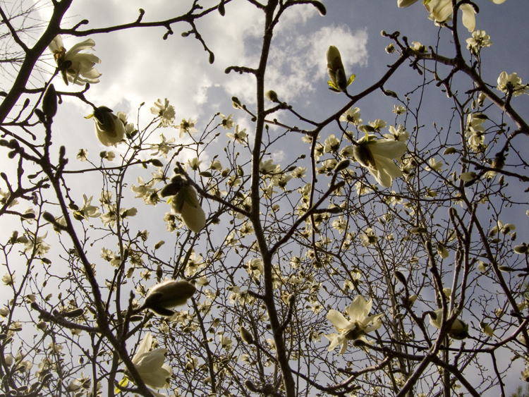 late magnolias