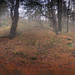The park ~ panorama [HDR]