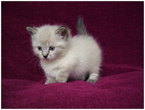 munchkin kitten picture