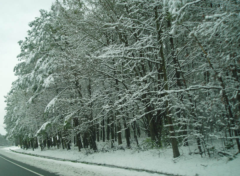 Magic_Snow_Trees
