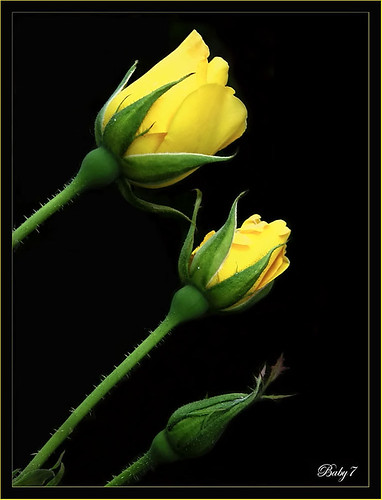 yellow roses pictures. Yellow roses for you
