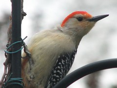 RB woodpecker