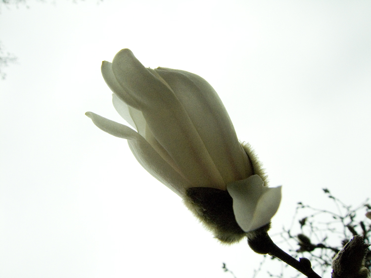 sugar magnolia blossoms blooming