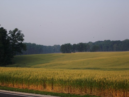 Rolling Fields of Wheat