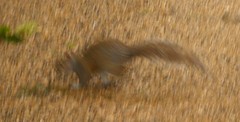 Dynamism of a Squirrel on Gravel