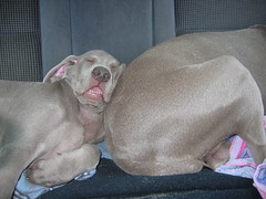 Napping in the car