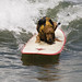 dog-saint-kat-surfing_0283