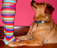 A Girl and her dog and the Socks