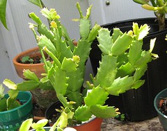 Thanksgiving Cactus/Schlumbergera Truncata