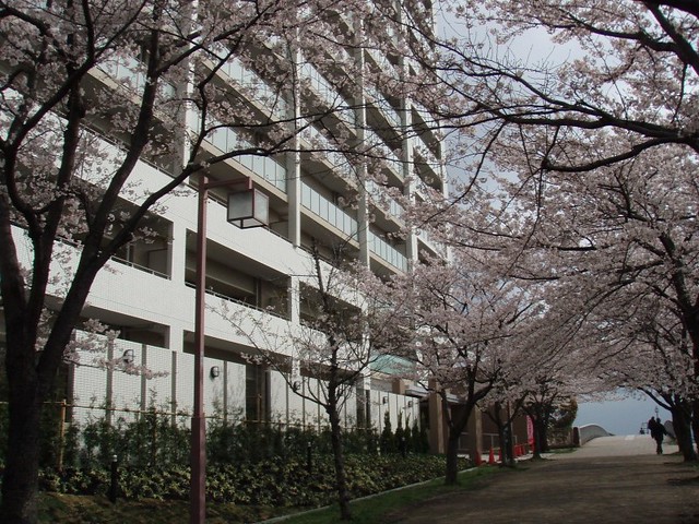玄関前の桜並木が綺麗なので、撮影しました...