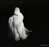 Spirit of the Snowy Egret