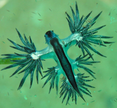 blue sea slug. Glaucilla marginatalue