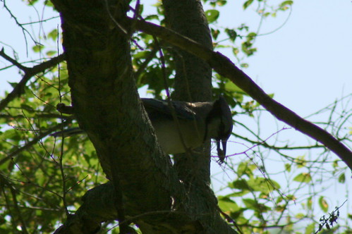 Blue Jay Eating a Brood XIII