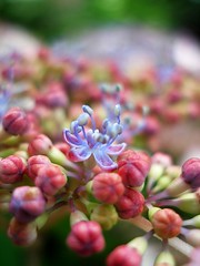 Hydrangea with buds 1 - by tanakawho