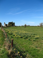 Daffodils in a Landscape