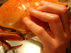 freshly cooked dungeness crab