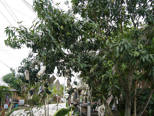 サムイ島-Mango tree-king0002