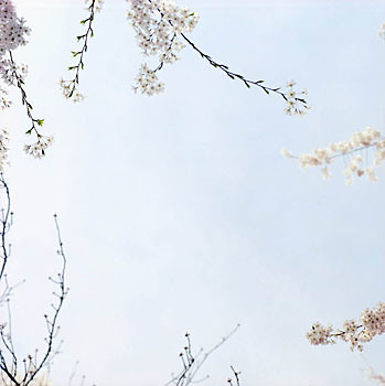sally gall's blossoms