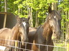 My pretty horses
