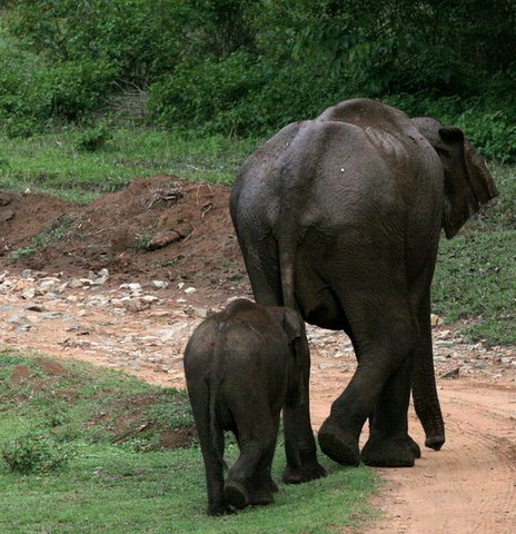 Elephant mother and child