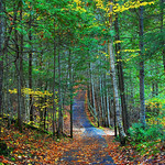 Enchanting Trail