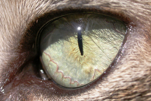 cat eyes close up. If you didn#39;t get a close