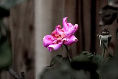 the dying rose by e-magic, on Flickr